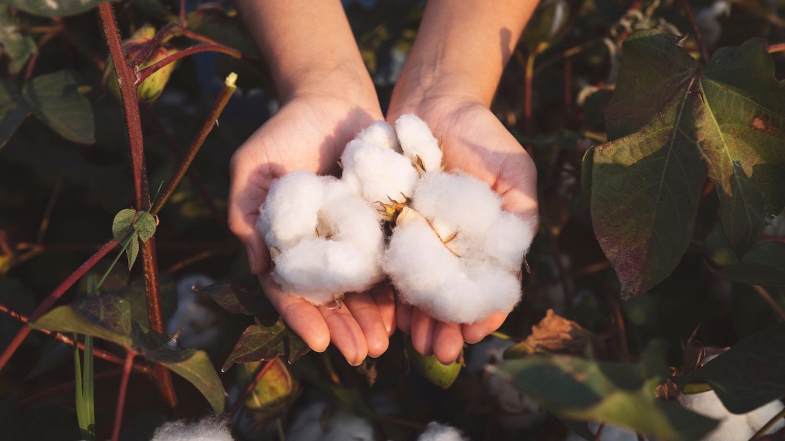 In the hands of the cotton grower harvested cotton