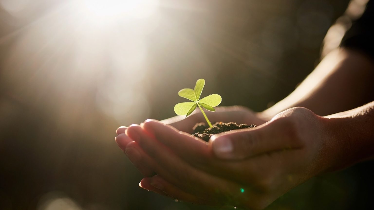 Hands, soil and holding plant with person for growth, development and sustainability in agriculture. Fertilizer, dirt and environment with sapling for hope, leaf and earth day or climate change